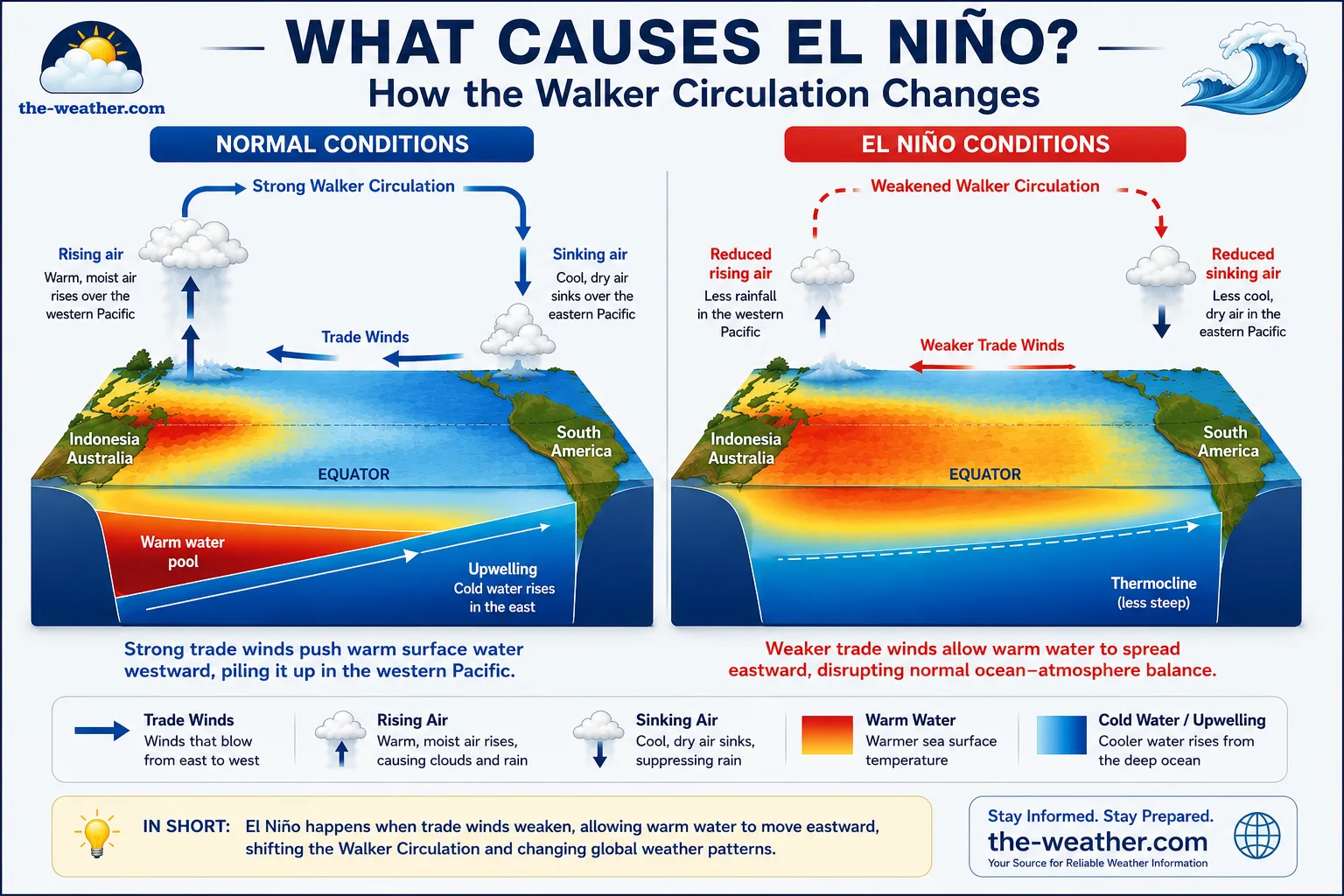 El Niño cause infographic showing Walker Circulation breakdown trade wind weakening Kelvin waves and thermocline changes