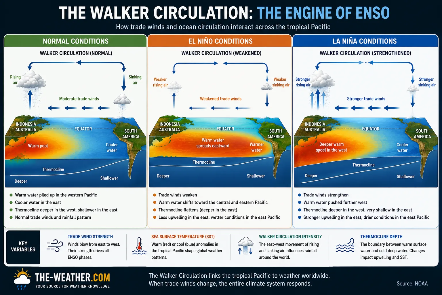 Trade winds El Niño La Niña infographic showing Walker Circulation in normal El Niño and La Niña conditions